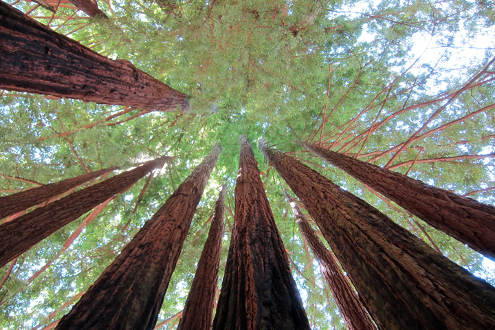 RedWoods